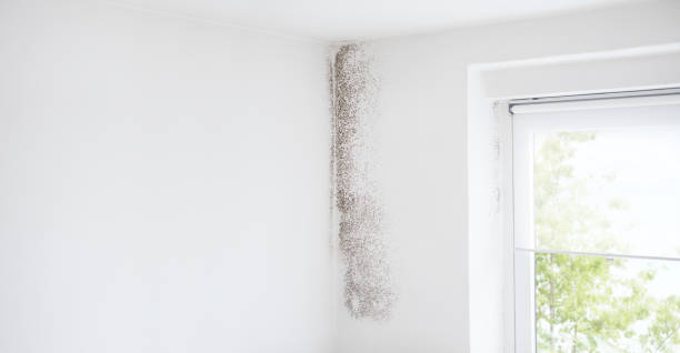 Dehumidification Services in Van Vleck, TX