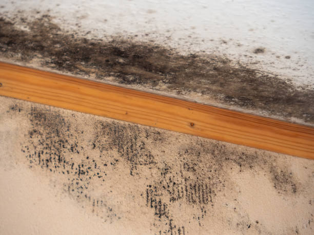 Best Basement Mold Removal  in Van Vleck, TX