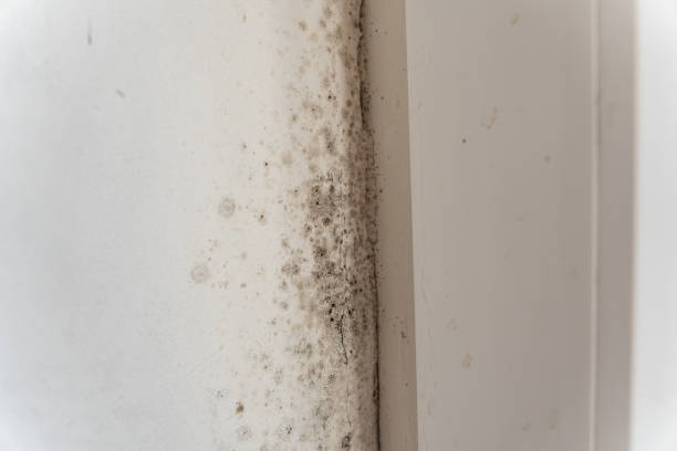 Best Mold-Related Health Consultation  in Van Vleck, TX